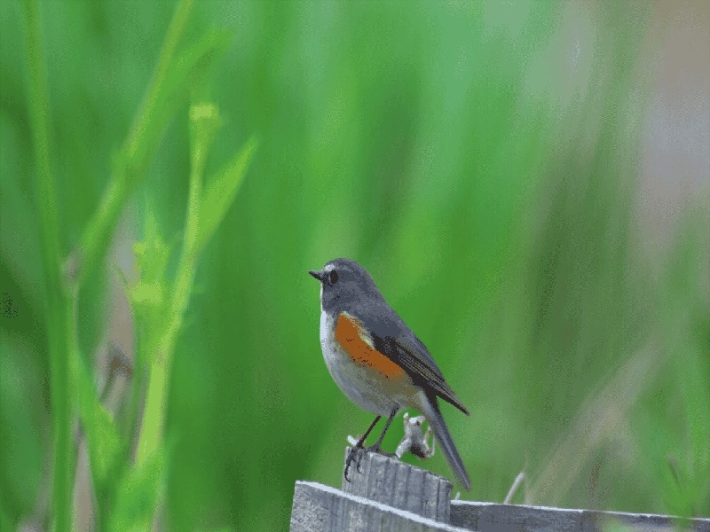 沈阳哪可以代怀,沈阳西囡试管中医（试管移植那曲肝素）